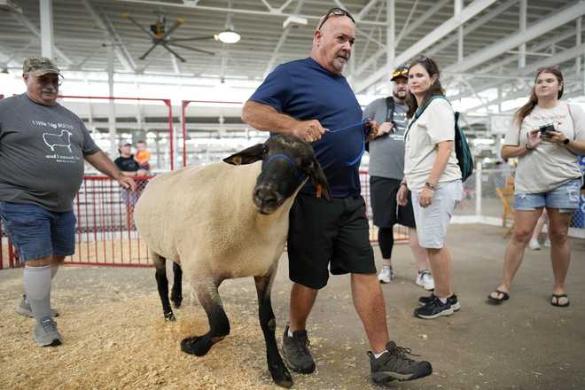 Craig Fetters, of Lucas, Iowa, leads his ram Whip out of the show ring after winning the Big Ram contest at the Iowa State Fair, Thursday, Aug. 8, 2024, in Des Moines, Iowa. (AP Photo/Charlie Neibergall)