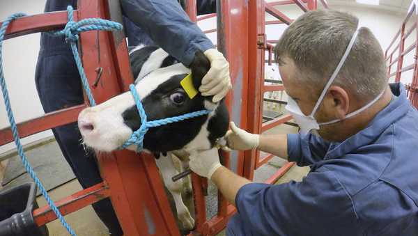 In this photo provided by the U.S. Department of Agriculture, an animal caretaker collects a blood sample from a dairy calf vaccinated against bird flu in a containment building at the National Animal Disease Center research facility in Ames, Iowa, on Wednesday, July 31, 2024. (USDA Agricultural Research Service via AP)