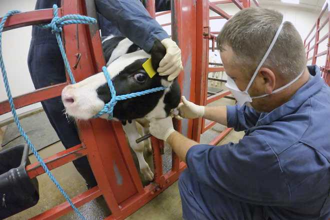 In this photo provided by the U.S. Department of Agriculture, an animal caretaker collects a blood sample from a dairy calf vaccinated against bird flu in a containment building at the National Animal Disease Center research facility in Ames, Iowa, on Wednesday, July 31, 2024. (USDA Agricultural Research Service via AP)