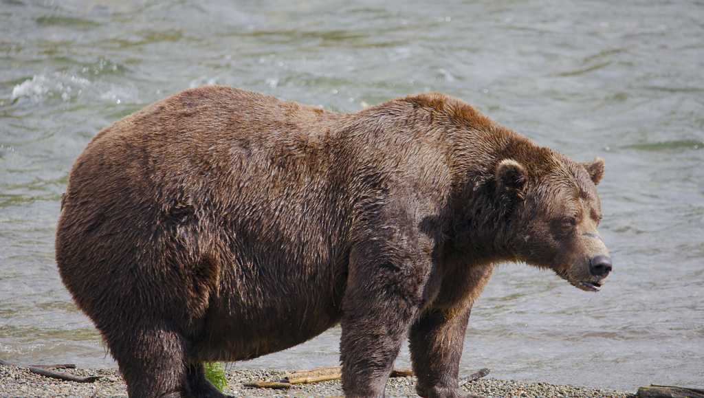 Fat Bear Week Begins at Katmai National Park