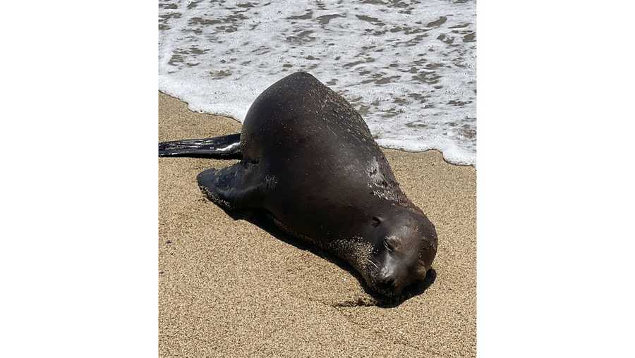 Reward offered after California sea lion found fatally shot