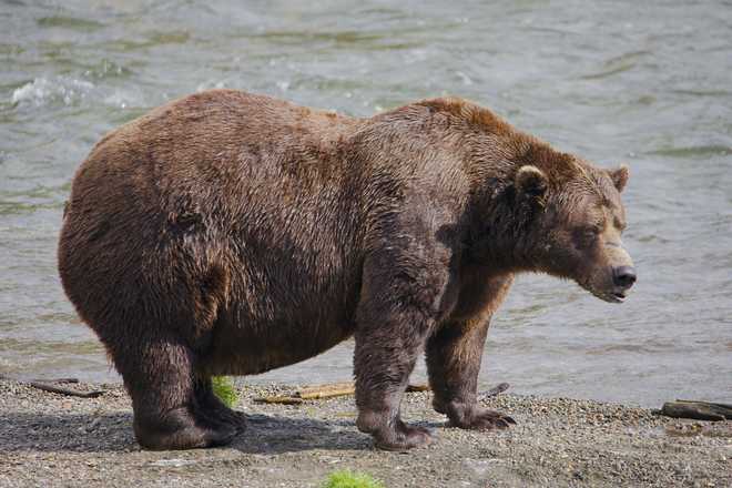 Esta fotografía proporcionada por el Servicio de Parques Nacionales muestra 32 osos en el Parque Nacional Katmai, Alaska, el 19 de septiembre de 2024. (E. Johnston/Servicio de Parques Nacionales, vía AP)