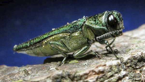 FILE- In this undated photo provided by the Minnesota Department of Natural Resources, an adult emerald ash borer is shown. (Minnesota Department of Natural Resources via AP, File)