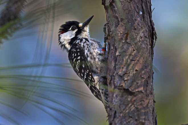 The red-cockaded woodpecker, an iconic bird in southeastern forests