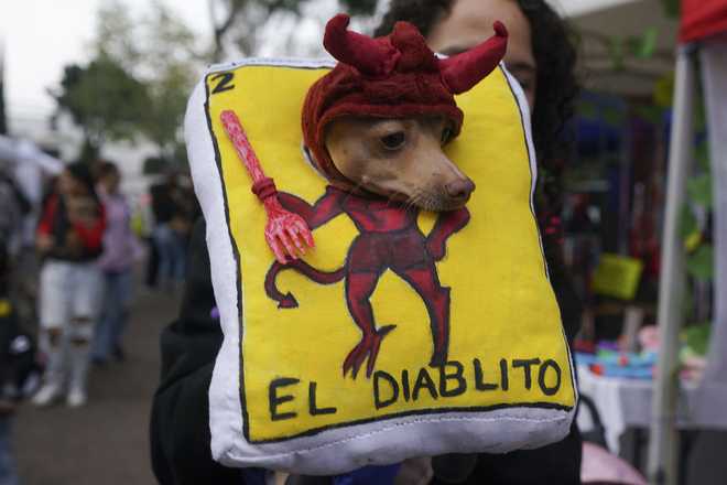 Un dueño muestra una mascota vestida como un naipe de lotería durante un concurso de disfraces de mascotas como parte de las festividades, el domingo 27 de octubre de 2024, en la Ciudad de México. (Foto AP/Fabiola Sánchez)