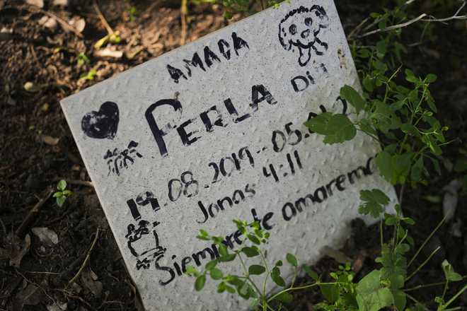 Una lápida muestra dónde está enterrada la mascota de Perla, con un epitafio que dice en español: ¨Querida Perla, siempre te amaremos¨, en el Cementerio de Mascotas de la Ciudad de México, el martes 29 de octubre de 2024. (Foto AP/Fernando Llano)