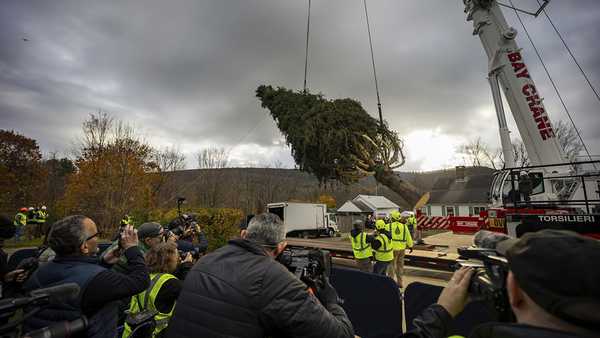 A Norway Spruce that will serve as this year's Rockefeller Center Christmas tree is cut down, Thursday, Nov. 7, 2024 in West Stockbridge, Mass. (AP Photo/Matthew Cavanaugh)