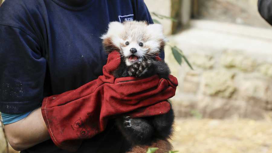 Baby red panda died after being stressed by fireworks, zoo says