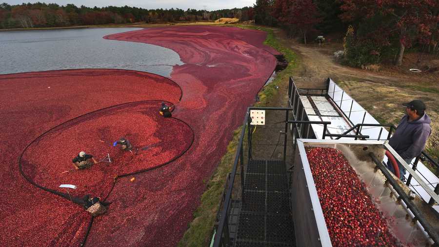 Workers adjust floating booms, left, as cranberries are loaded for transport and processing during a wet harvest at Rocky Meadow Bog, Friday, Nov. 1, 2024, in Middleborough, Mass. (AP Photo/Charles Krupa)