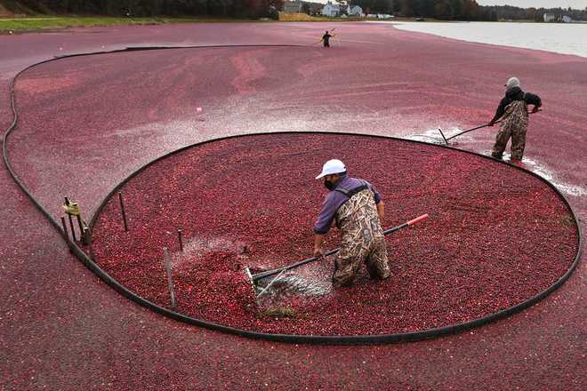 Los trabajadores ajustan las barreras flotantes mientras recogen arándanos en húmedo en Rocky Meadows, Middleboro, Massachusetts, el viernes 1 de noviembre de 2024. (Foto AP/Charles Krupa)