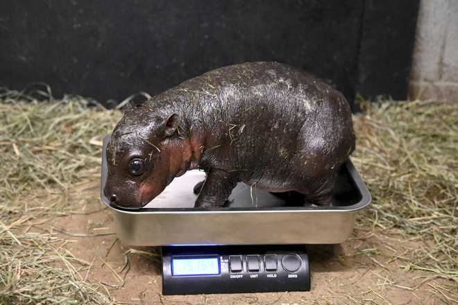 En esta fotografía proporcionada por el Zoológico Metro Richmond, se ve un hipopótamo siendo examinado por un veterinario el 14 de diciembre de 2024 en Moseley, Washington (Zoológico Metro Richmond vía AP).