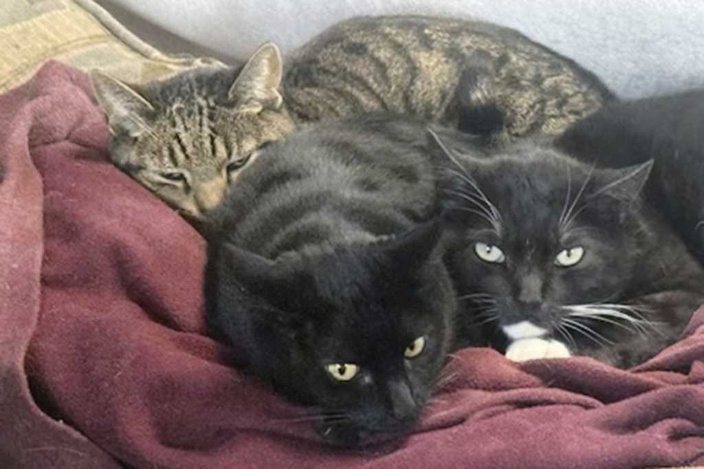 A California man says his two cats died and a third was hospitalized after he fed them raw milk recalled for bird flu risk