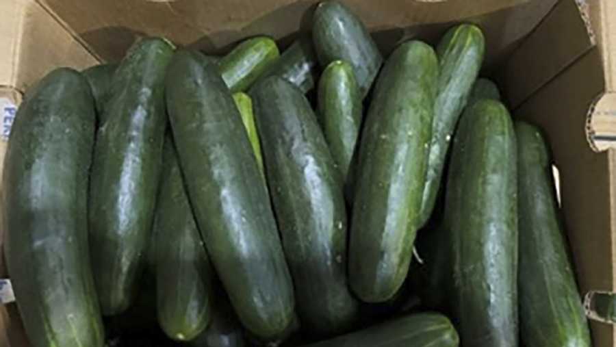 FILE - This undated photo provided by the U.S. Food and Drug Administration shows cucumbers recalled for salmonella.