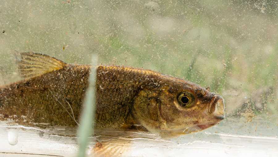 This 2024 photo released by the U.S. Fish and Wildlife Service shows a Fish Lake Valley tui chub. (Nathan Hurner/U.S. Fish and Wildlife Service via AP)