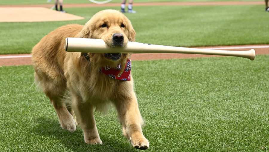 Bruce, the bat dog, retrieves a bat as he is recognized before a baseball game between the Washington Nationals and the Miami Marlins, Saturday, June 14, 2025, in Washington. (AP Photo/Nick Wass)