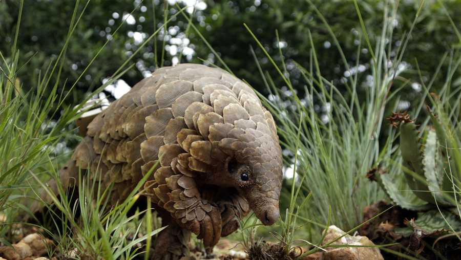 FILE - A pangolin looks for food on private property Feb. 15, 2019, in Johannesburg, South Africa.  (AP Photo/Themba Hadebe, File)