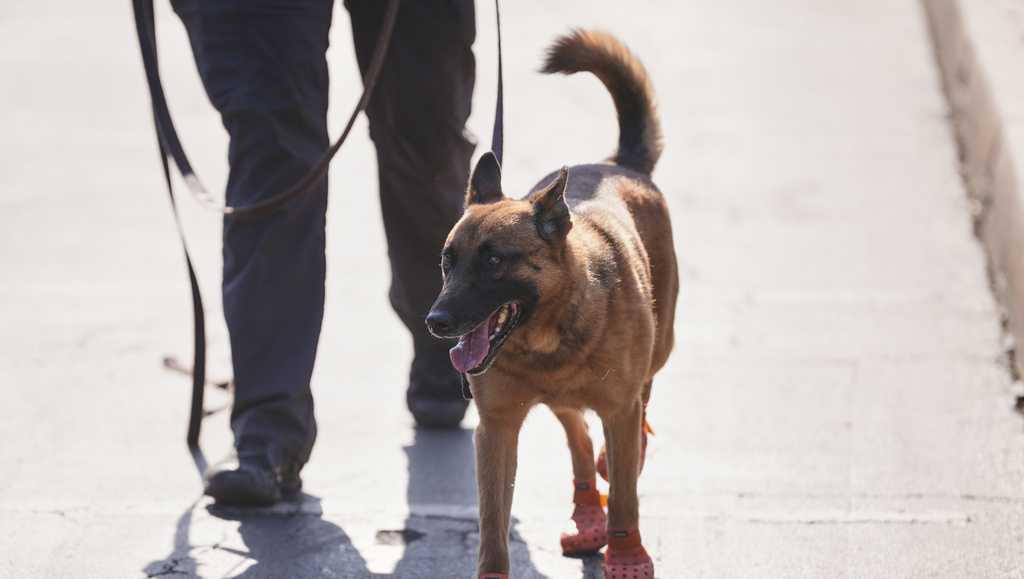Sniffer canines put on booties at Membership World Cup in excessive warmth