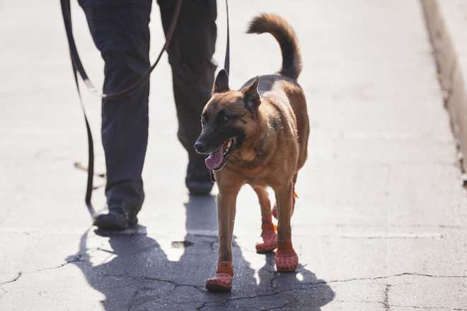 A&#x20;security&#x20;dog&#x20;wears&#x20;protective&#x20;shoes&#x20;due&#x20;to&#x20;the&#x20;heat&#x20;radiating&#x20;off&#x20;the&#x20;asphalt&#x20;as&#x20;it&#x20;patrols&#x20;the&#x20;stadium&#x20;ahead&#x20;of&#x20;the&#x20;Club&#x20;World&#x20;Cup&#x20;Group&#x20;D&#x20;soccer&#x20;match&#x20;between&#x20;Esperance&#x20;Tunisie&#x20;and&#x20;Chelsea&#x20;in&#x20;Philadelphia,&#x20;Tuesday,&#x20;June&#x20;24,&#x20;2025.&#x20;&#x28;AP&#x20;Photo&#x2F;Matt&#x20;Slocum&#x29;