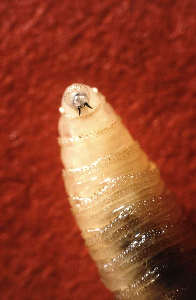 Screwworm cases confirmed in US, raising concerns for cattle industry