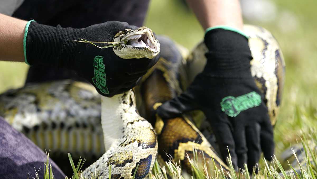 Robot rabbits are latest tool in effort to control invasive pythons in Florida