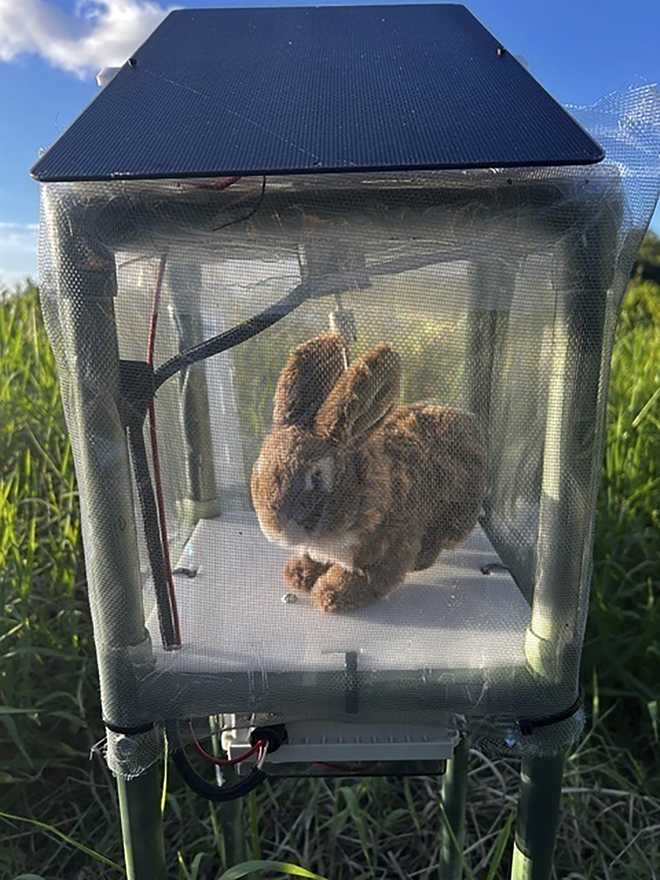 This undated photo provided by the South Florida Water Management District shows a robotic rabbit in the Florida Everglades. Officials in Florida are experimenting with ways to capture invasive Burmese pythons in the Florida Everglades using robotic rabbits.