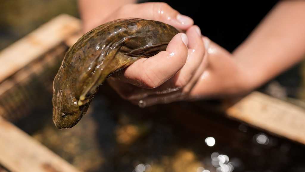 Ohio zoo releases over 100 hellbenders, North America's largest amphibians