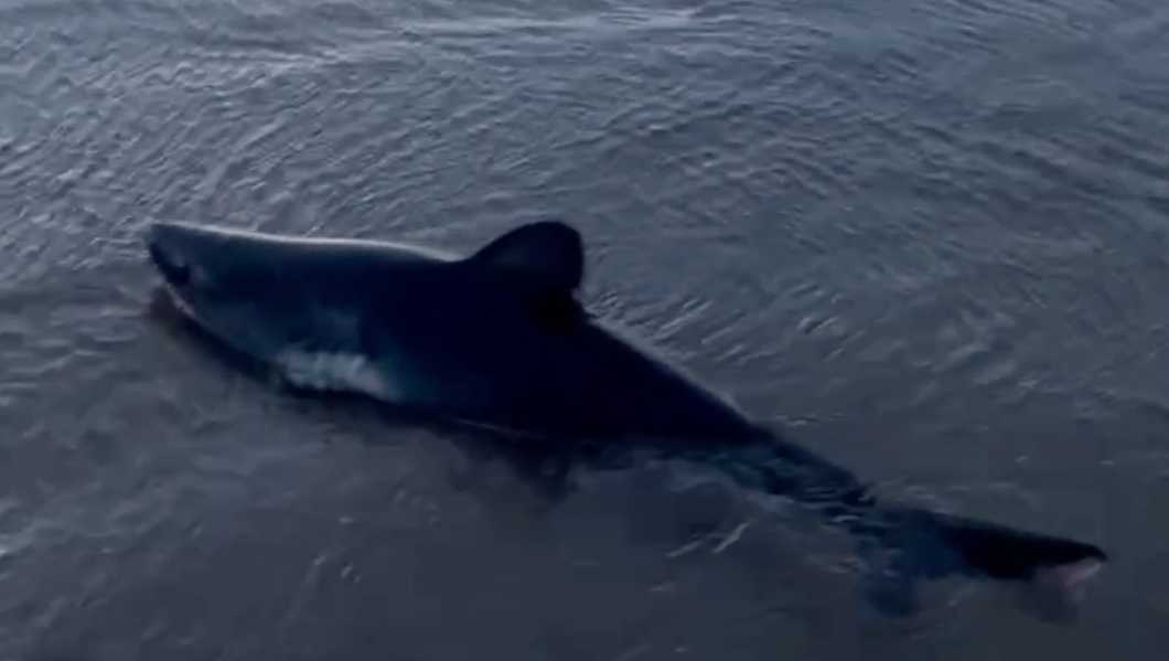 Video: Woman rescues beached shark in Oregon