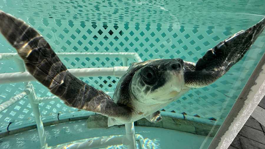 Florida Ridley Turtle 24 endangered sea turtles recovering in Florida