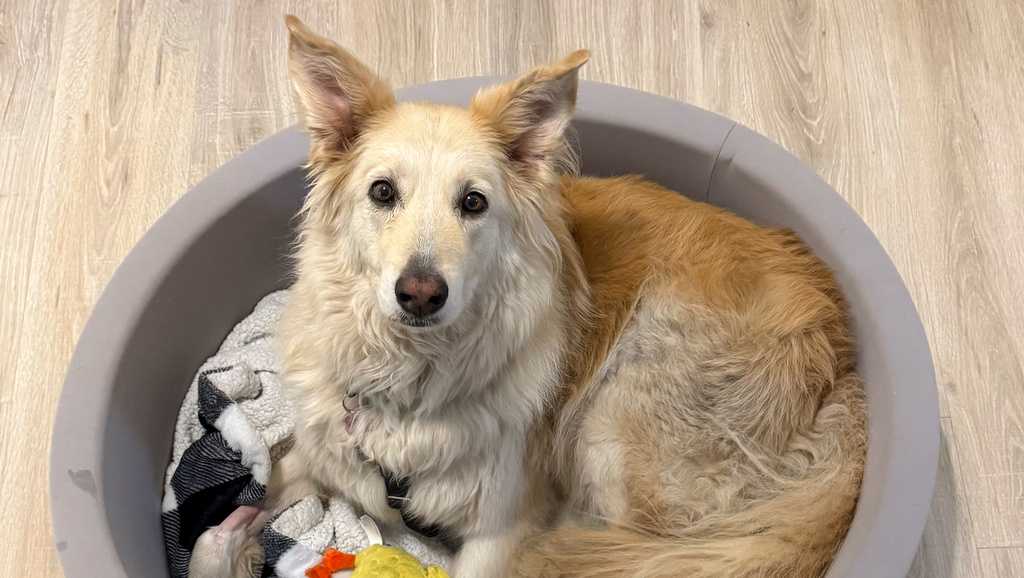 Drone finds missing dog after 25-mile trek in New Jersey