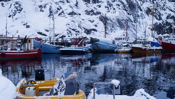 A bird stands on a boat at the harbour of Nuuk, Greenland, on Tuesday, Jan. 13, 2026.