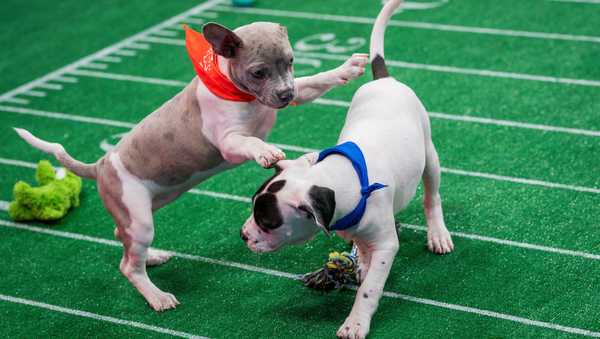 This image released by Warner Bros. Discovery shows puppies participating in Puppy Bowl XXII, airing Sunday across Animal Planet, Discovery, TBS, truTV, HBO Max and discovery+. (Ryan Muir/Warner Bros. Discovery via AP)