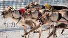 Finland Reindeer Racing