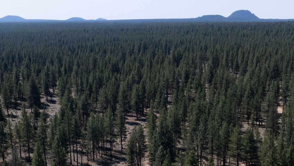 Trump administration plans to move Forest Service headquarters to Utah and shutter research sites