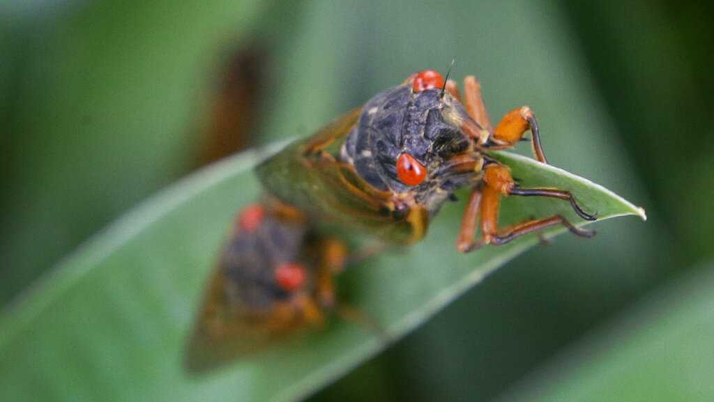 Soon Here's when cicadas will begin to emerge across Cincinnati