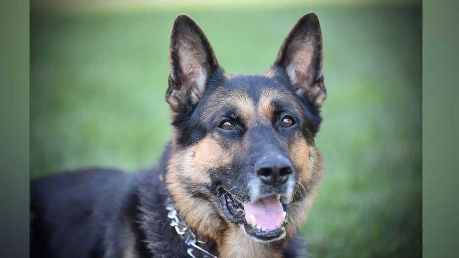 Roseville police K-9 dies unexpectedly