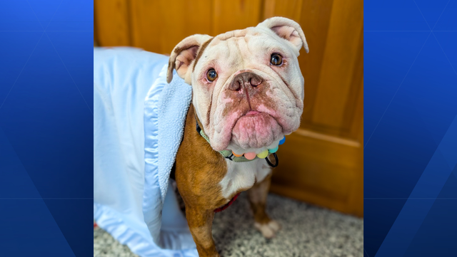 Cincinnati shelter gives update on recovery, adoption status of dog found shot, abandoned