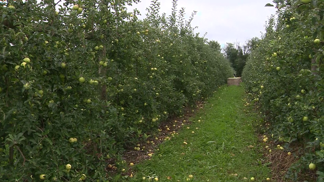 Record-low temperatures, heavy rain affecting crops across Massachusetts - Vimarsana News
