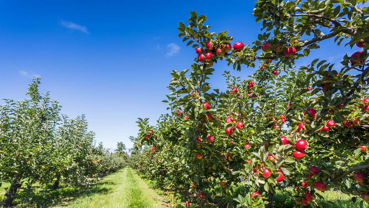 Where to go apple picking in Massachusetts: Map of over 100 locations