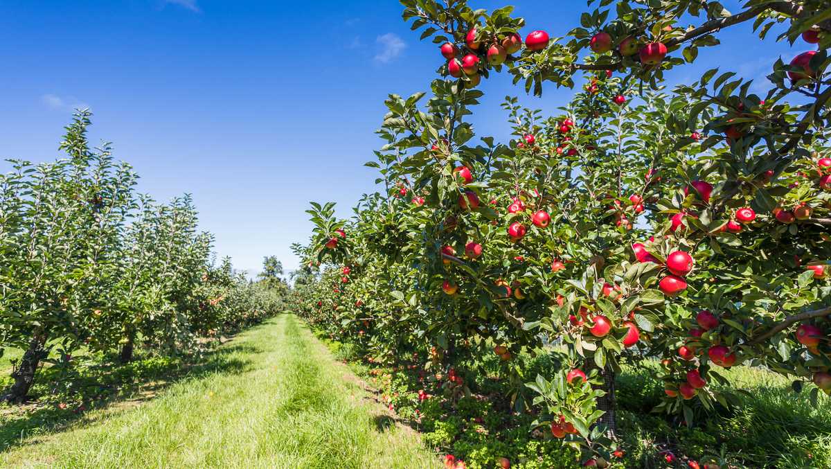 Where to go apple picking in Massachusetts: Map of over 100 locations
