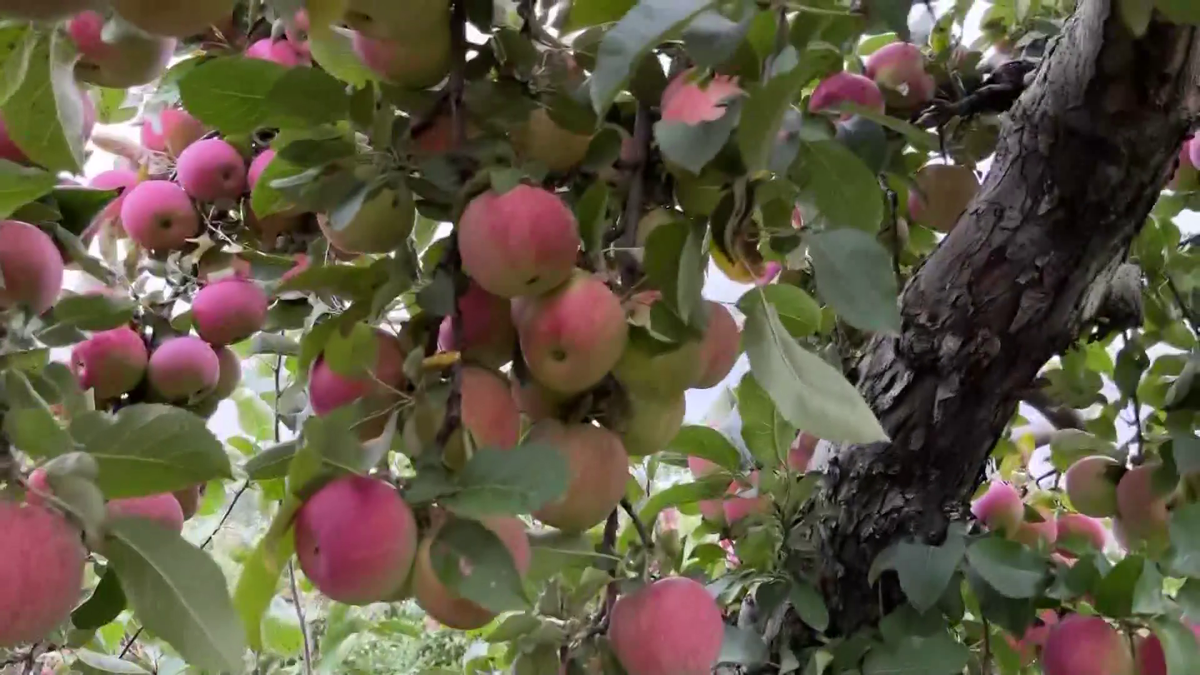 Pomimo wyzwań Orchard twierdzi, że zbiory jabłek w tym roku są dobre