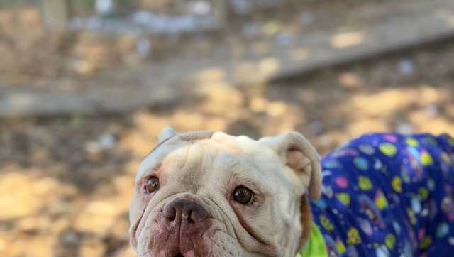 Bulldog that was found abandoned with severe pellet gun wound set to be adopted, shelter says