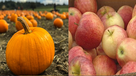 pumpkin patch apple orchard 
