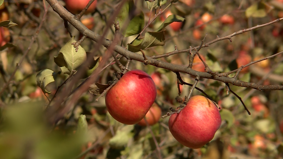 Bright Branch Farms