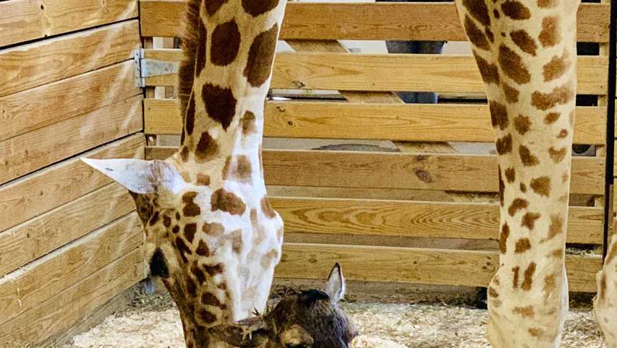 It’s a boy! April the Giraffe gives birth again