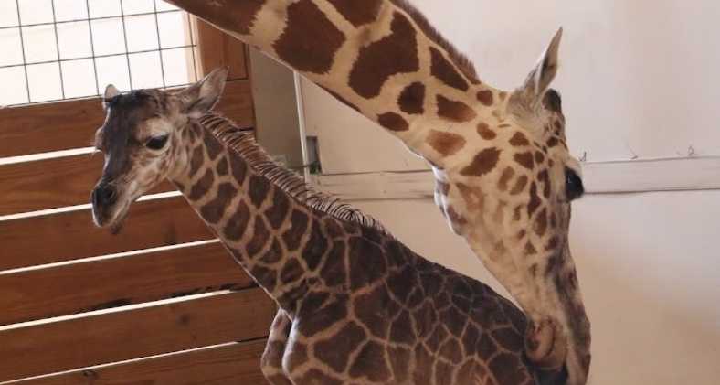 April the Giraffe has died, animal park says - Vimarsana News