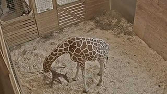 April the giraffe delivers a calf in 2019.