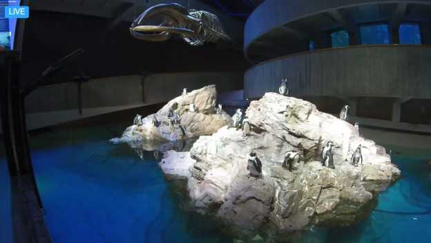 new england aquarium promo code