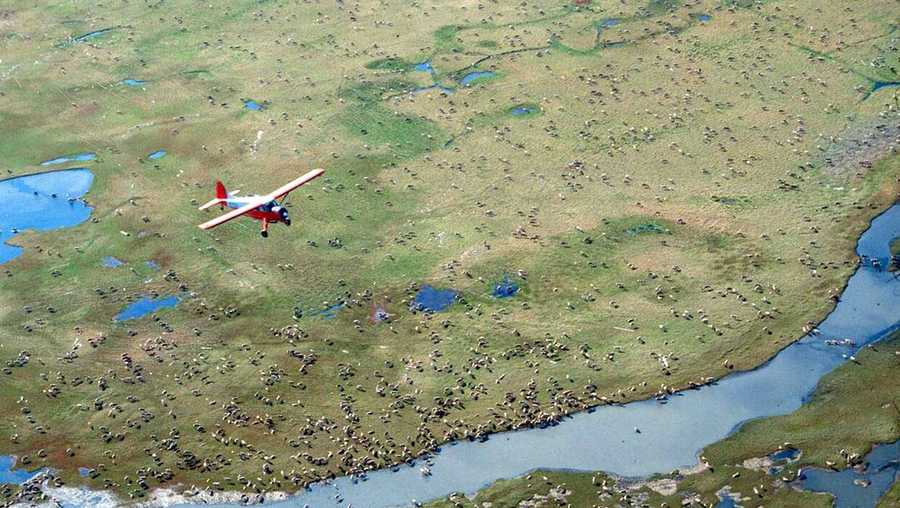 In this undated photo provided by the U.S. Fish and Wildlife Service, an airplane flies over caribou from the Porcupine Caribou Herd on the coastal plain of the Arctic National Wildlife Refuge in northeast Alaska.