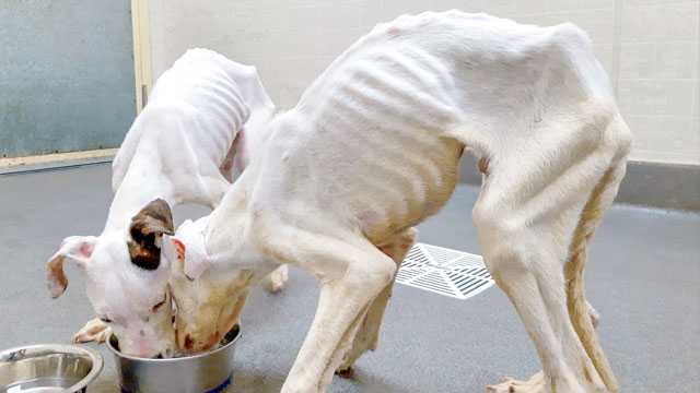 2 emaciated puppies rescued in extreme heat in Des Moines, Iowa