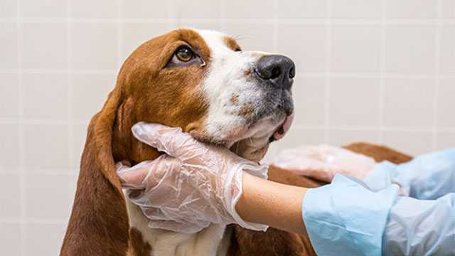 300 animals rescued from unlicensed breeder in Iowa